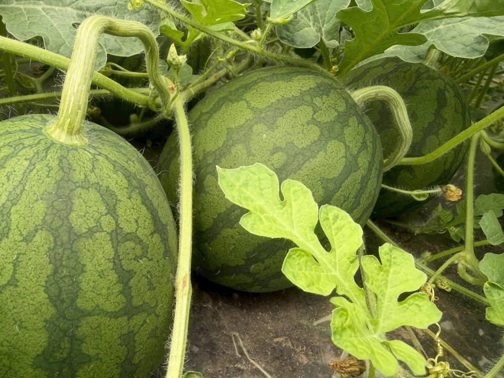 夏の贈りものにおすすめのスイカ